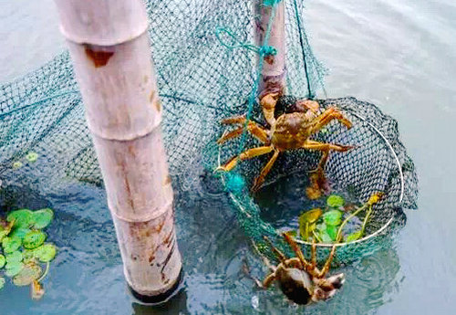 澄丰牌阳澄湖大闸蟹 澄丰牌阳澄湖大闸蟹