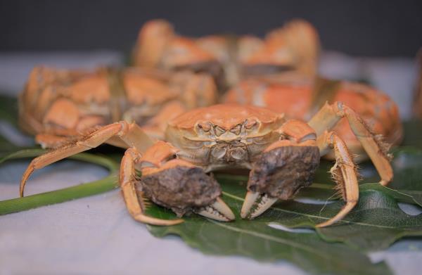 固城湖大闸蟹 固城湖大闸蟹