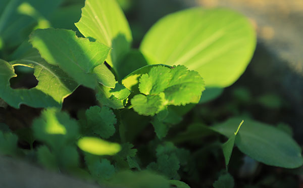 greens1.jpg greens1.jpg